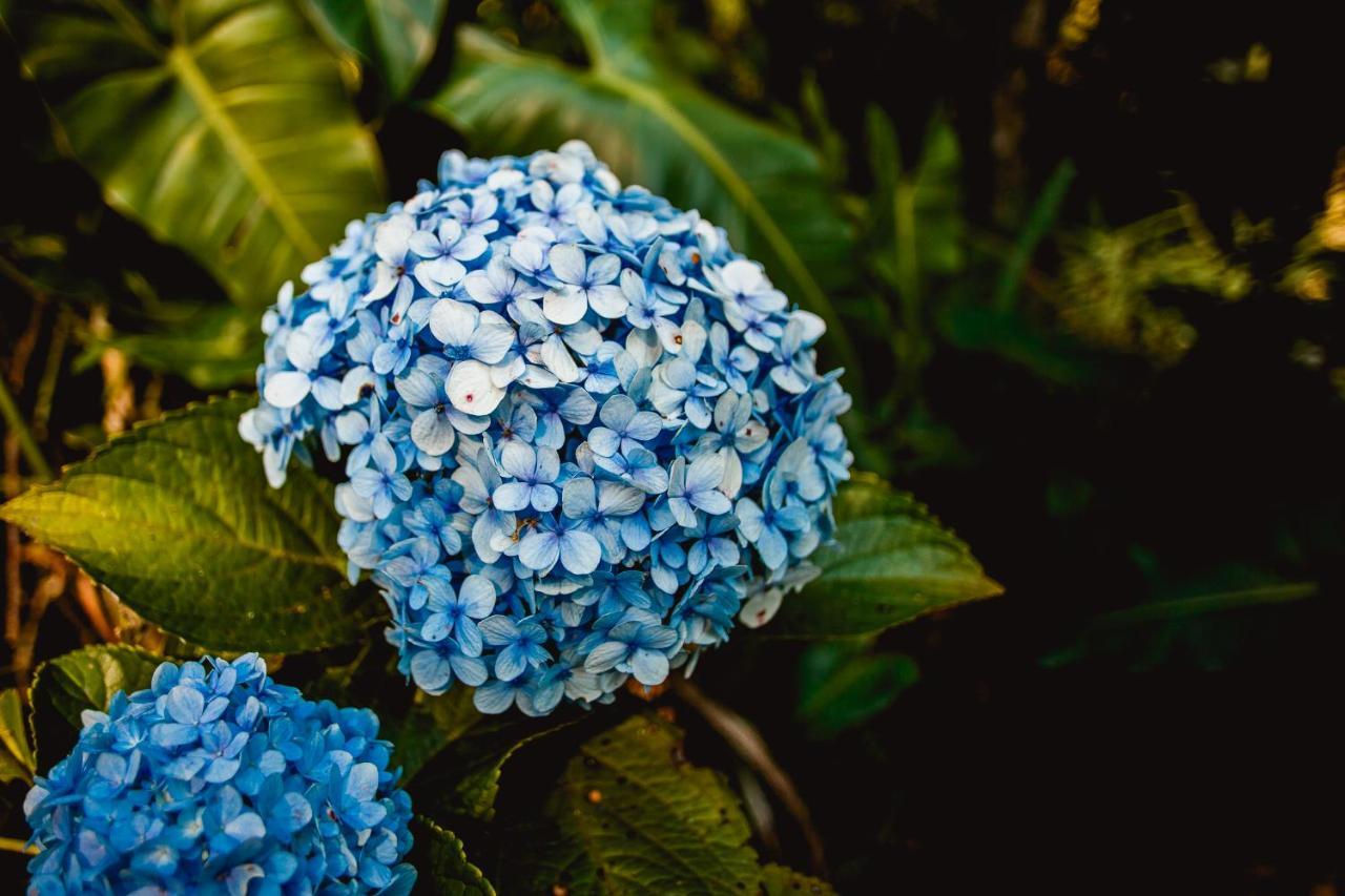 Conceição da Ibitipoca Sitio Das Hortensias Chales מראה חיצוני תמונה